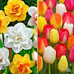10 Tulip & Daffodil Flower Bulbs Mix - Colorful Early Spring Blooms - Image 2