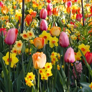 10 Tulip & Daffodil Flower Bulbs Mix - Colorful Early Spring Blooms - Image 3
