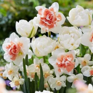 10 Tulip & Daffodil Flower Bulbs Mix - Colorful Early Spring Blooms - Image 4