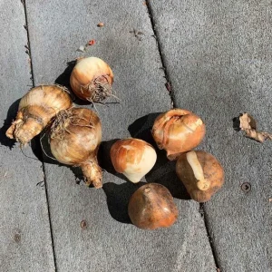 10 Tulip & Daffodil Flower Bulbs Mix - Colorful Early Spring Blooms - Image 6