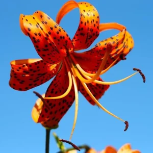 10 Turk's Cap Lily Bulbs - Orange Tiger Lilies for Outdoor Planting - Image 1