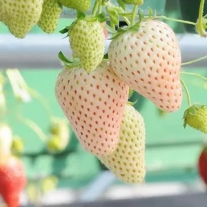 10 White Strawberry Plant Roots - Live Fruit Plants for Garden & Patio, USDA Zones 3-11 - Image 4