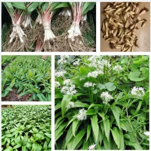 10 Wild Ramp Bulbs for Planting - Edible Perennial, USDA Zones 3-9 - Image 5