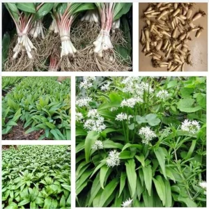 10 Wild Ramp Bulbs for Planting - Edible Perennial, USDA Zones 3-9 - Image 7