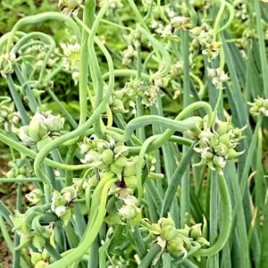 100 Walking Onion Seeds - Cold Hardy Perennial Tree Onion for Planting - Image 5