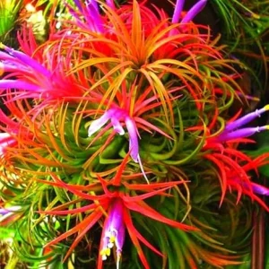 12 Air Plants Tillandsia Live Houseplants – Green Lonantha, Easy Care - Image 5
