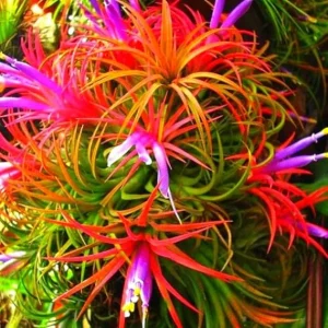 12 Air Plants Tillandsia Live Houseplants – Green Lonantha, Easy Care - Image 6