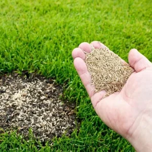 12000 Zoysia Grass Seeds – Low-Maintenance Lawn – Warm Season - Image 7