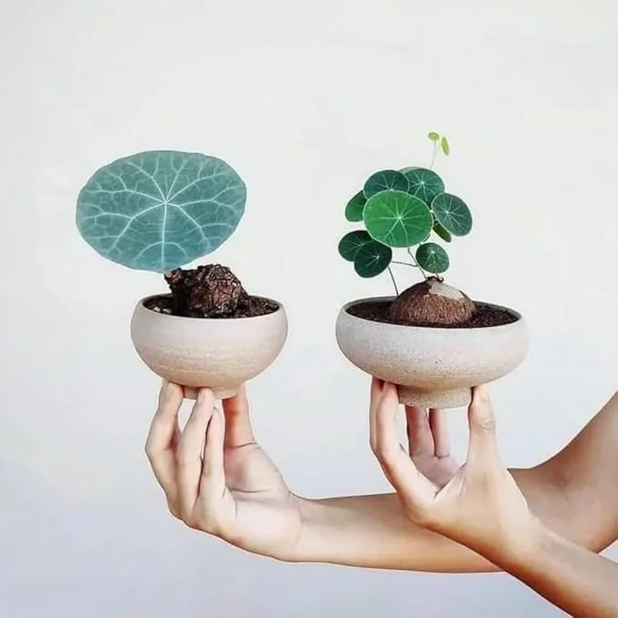 2-2.5 inch Stephania Cephalantha Caudex Live Plant - Rare Succulent for Home Decor, Sprouted - Image 2