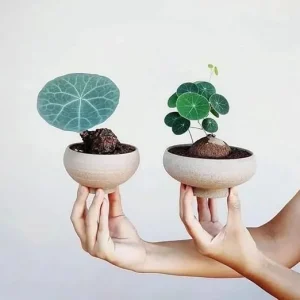 2-2.5 inch Stephania Cephalantha Caudex Live Plant - Rare Succulent for Home Decor, Sprouted - Image 3