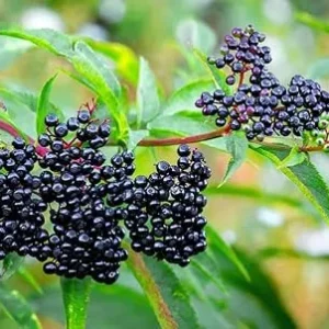 2 American Elderberry Plants Live - Black Elderberry Bush Bareroots, 6-12 Inches Tall - Image 1