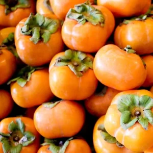 2 American Persimmon Trees Live Plants 12-24