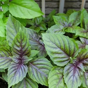 2 Basil Live Plants - Fragrant Herb, Outdoor Garden, 4 Inch Pot - Image 1