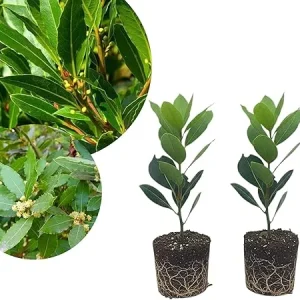 2 Bay Leaf Laurel Live Plants, Sweet Bay Leaf Tree, 4-7 Inches Tall, Laurus Nobilis, Indoor/Outdoor Herb - Image 2