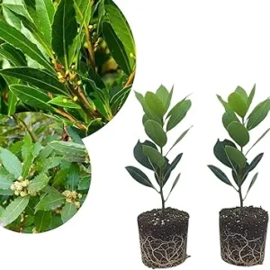 2 Bay Leaf Laurel Live Plants, Sweet Bay Leaf Tree, 4-7 Inches Tall, Laurus Nobilis, Indoor/Outdoor Herb - Image 5