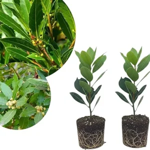 2 Bay Leaf Laurel Live Plants, Sweet Bay Leaf Tree, 4-7 Inches Tall, Laurus Nobilis, Indoor/Outdoor Herb - Image 7