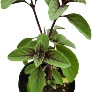 2 Blue African Basil Live Plants, Fragrant Herb, 4 to 6 Inches Long, Outdoor - Image 3