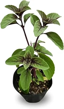 2 Blue African Basil Live Plants, Fragrant Herb, 4 to 6 Inches Long, Outdoor - Image 4