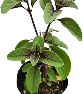2 Blue African Basil Live Plants, Fragrant Herb, 4 to 6 Inches Long, Outdoor - Image 5