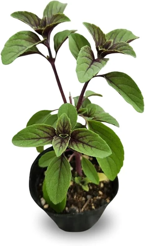 2 Blue African Basil Live Plants, Fragrant Herb, 4 to 6 Inches Long, Outdoor - Image 6