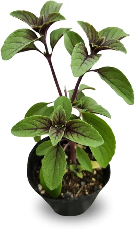 2 Blue African Basil Live Plants, Fragrant Herb, 4 to 6 Inches Long, Outdoor - Image 7