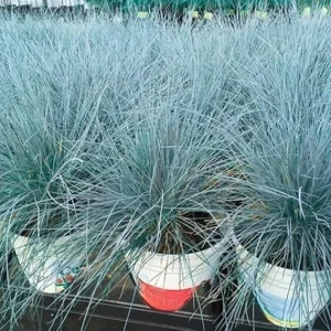 2 Blue Fescue Grass Live Plants – 5-9