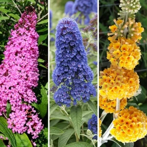 2 Butterfly Bush Live Plants – Black-Purple Buddleia Shrub – 5-9 Inch Tall Perennial - Image 2