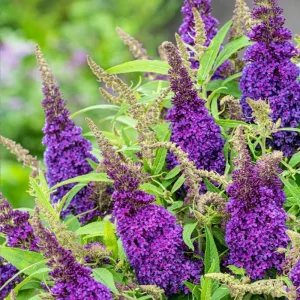2 Butterfly Bush Live Plants – Black-Purple Buddleia Shrub – 5-9 Inch Tall Perennial - Image 1