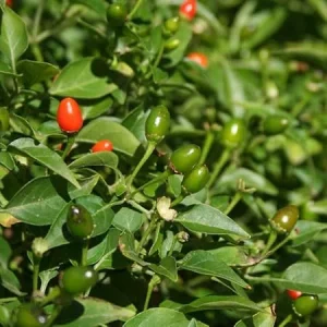 2 Chiltepin Pepper Plants – Live Red Pepper Seedlings, 4-6 Inch Tall, Outdoor - Image 2