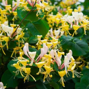 2 Coral Honeysuckle Live Plants, Fragrant Climbing Vine, 5-9" Tall - Image 2