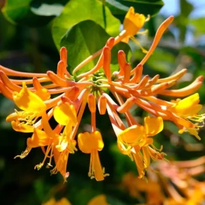 2 Coral Honeysuckle Live Plants, Fragrant Climbing Vine, 5-9