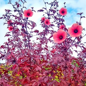 2 Cranberry Hibiscus Live Plants, 4-7 Inches Tall, Edible Leaves, Red Burgundy Foliage - Image 7