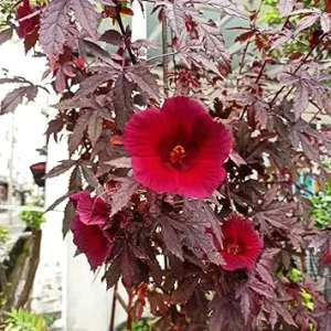2 Cranberry Hibiscus Plants Live, 4-6 Inch Tall, Fragrant Red Flowers, Outdoor - Image 7