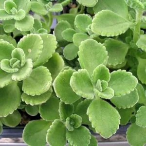 2 Cuban Oregano Live Plants - Mexican Mint - 5 to 7 Inches Tall - Perennial Herb - Image 6