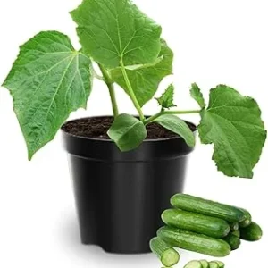 2 Cucumber Plants Live, 3-5 Inches Tall, 4 Inch Pot, Vegetable Gardening - Image 2