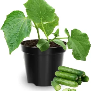 2 Cucumber Plants Live, 3-5 Inches Tall, 4 Inch Pot, Vegetable Gardening - Image 3
