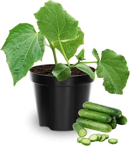 2 Cucumber Plants Live, 3-5 Inches Tall, 4 Inch Pot, Vegetable Gardening - Image 5