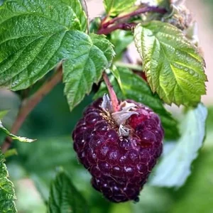 2 Glencoe Raspberry Live Plants - Thornless Purple Raspberry, 5-9 Inches Tall, Zones 4-8 - Image 1
