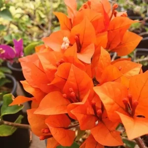 2 Gold Bougainvillea Live Plants, 4-6 Inch Tall Starter, Outdoor Shrub - Image 6