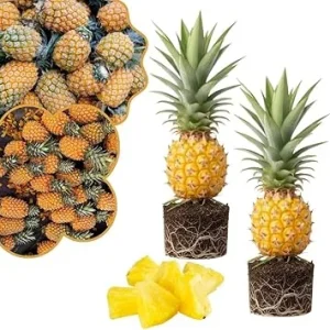 2 Gold Pineapple Live Plants, 4-7 Inch Tall, Sweet Fruit, Indoor/Outdoor - Image 4