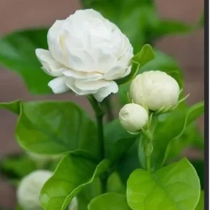 2 Grand Duke of Tuscany Arabian Jasmine Live Plants, 2-3 inch Tall, Fragrant White Flowers, Indoor/Outdoor - Image 5