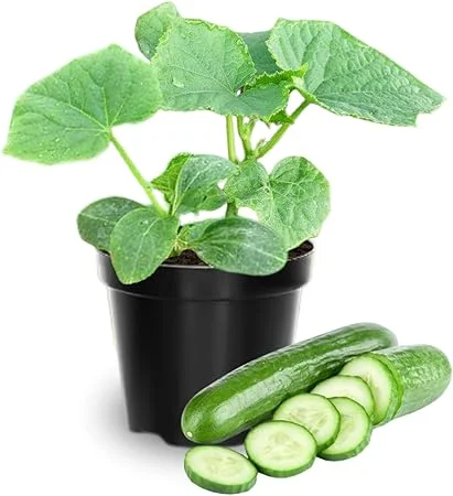 2 Green Cucumber Live Plants, 4 Inch Pot, 3-5 Inches Tall, Garden Starter Plants - Image 2