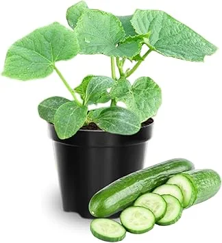 2 Green Cucumber Live Plants, 4 Inch Pot, 3-5 Inches Tall, Garden Starter Plants - Image 5