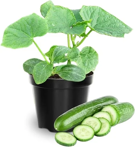 2 Green Cucumber Live Plants, 4 Inch Pot, 3-5 Inches Tall, Garden Starter Plants - Image 1
