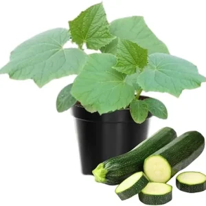 2 Green Zucchini Squash Live Plants - 4 Inch Pot Seedlings for Garden - Image 2