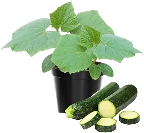 2 Green Zucchini Squash Live Plants - 4 Inch Pot Seedlings for Garden - Image 5
