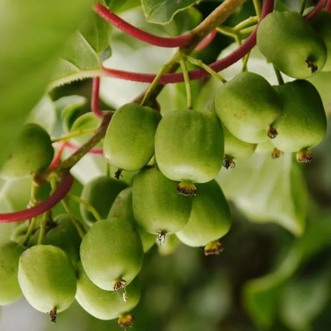 2 Hardy Kiwi Plants Live, 5-9" Tall, Well-Rooted Vines, Zones 4-9 - Image 1