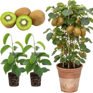 2 Hardy Kiwi Plants Live, Well-Rooted Starter Plants, 5-9" Tall, Zones 4-9 - Image 2