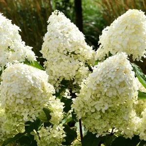 2 Hydrangea Live Rooted Cuttings, 8-12 inch, Blue to Pink Flowering Bush - Image 1