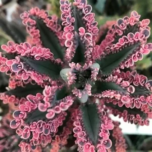 2 Kalanchoe Pink Butterfly Live Plants, 2 Inch Pot, Pink Succulent - Image 6